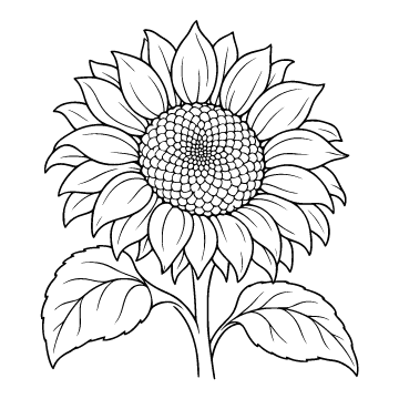 Sunflower colouring page for ages 6–8: a black outline drawing to print and colour