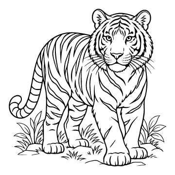 Tiger colouring page for ages 6–8: a black outline drawing to print and colour