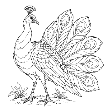 Peacock colouring page for ages 9+: a black outline drawing to print and colour