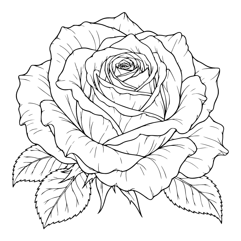 Rose colouring page for ages 9+: a black outline drawing to print and colour