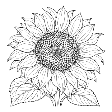 Sunflower colouring page for ages 9+: a black outline drawing to print and colour