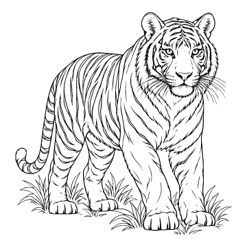 Tiger colouring page for ages 9+: a black outline drawing to print and colour